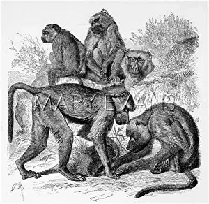 Baboons: YELLOW BABOON (MUTZEL)