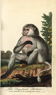 Sibly: Yellow baboon, Papio cynocephalus