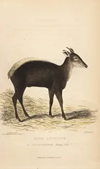 Cuvier: Yellow-backed duiker, Cephalophus silvicultor