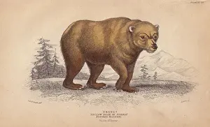Arctos: Yellow bear of Norway, Ursus arctos