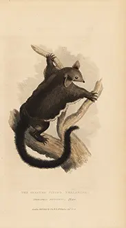 Petaurus: Yellow-bellied glider, Petaurus australis