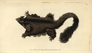 Possum: Yellow-bellied glider or southern petaurus