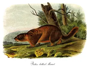 Prairie: Yellow-Bellied Marmot