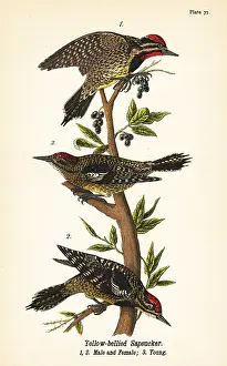 Varius: Yellow-bellied sapsucker, Sphyrapicus varius
