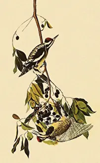 Yellow-Bellied Sapsucker, Sphyrapicus varius