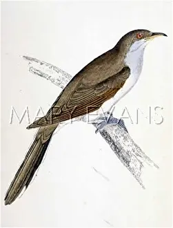 Americanus: YELLOW BILLED CUCKOO