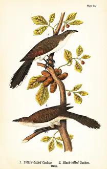 Gallinago: Yellow-billed cuckoo and black-billed cuckoo