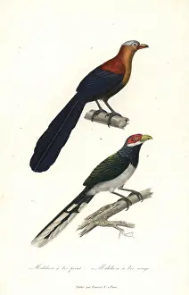 Malkoha: Yellow-billed malkoha and red-faced malkoha