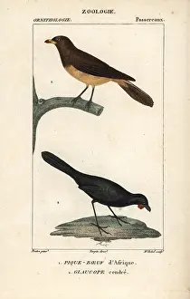 Yellow Billed: Yellow-billed oxpecker, Buphagus africanus