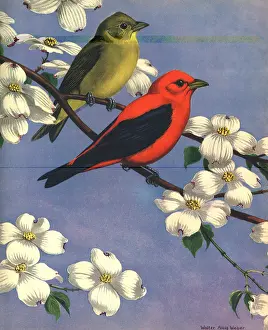 Alois: Yellow Bird, Red Bird