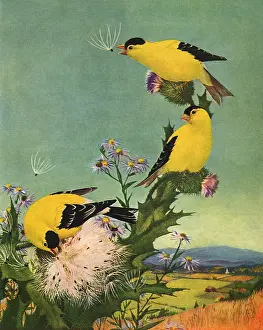 Fluff: Yellow and Black Birds