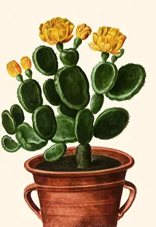 Cacti: Yellow Blooming Cactus