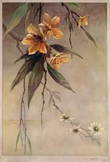 Bough: Yellow Blossoms