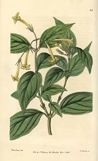 Lindley: Yellow bouvardia, Bouvardia laevis