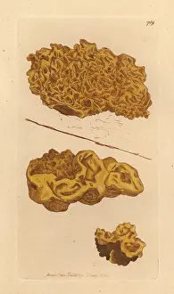 Trembler: Yellow brain, Tremella mesenterica
