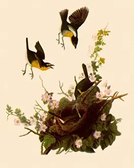 Feeds: Yellow-Breasted Chat