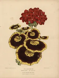 Hand Colored: Yellow and brown and crimson pelargonium geranium