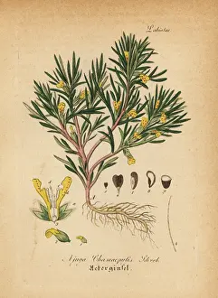 Artus: Yellow bugle or ground-pine, Ajuga chamaepitys
