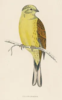 Emberiza: YELLOW BUNTING (MORRIS)
