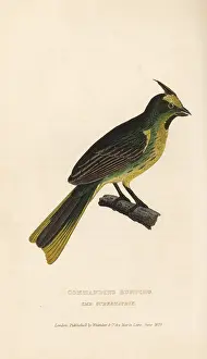 Cristata: Yellow cardinal, Gubernatrix cristata. Endangered