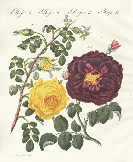 Centifolia: Yellow centifolia rose and purple rose