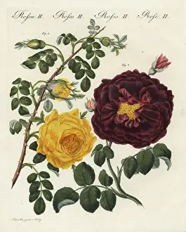 Centifolia: Yellow centifolia rose and purple rose