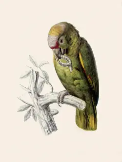 Amazona: Yellow-cheeked Amazon, Amazona autemnalis