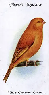 Cinnamon: Yellow Cinnamon Canary