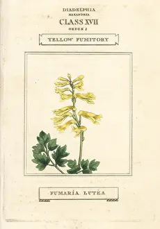 Lutea: Yellow corydalis, Pseudofumaria lutea