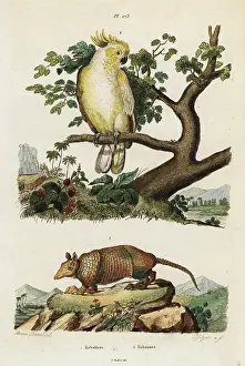 Critically Endangered: Yellow-crested cockatoo and armadillo
