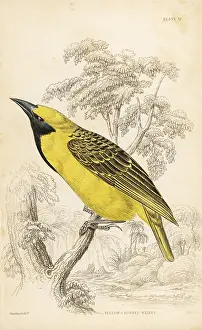 Swainson: Yellow-crowned bishop, Euplectes afer