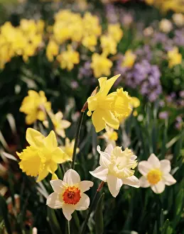 Jonquils: YELLOW DAFFODILS AND JONQUILS