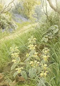 Nettle: Yellow Dead-nettle, Archangel in a landscape