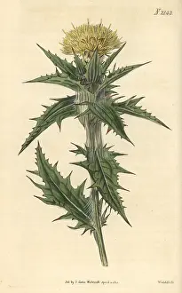 Distaff: Yellow distaff thistle, Carthamus lanatus