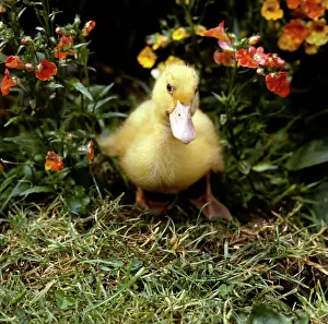 Duckling: Yellow duckling in a garden