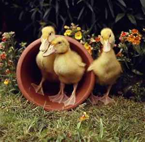 Duckling: Three yellow ducklings with a plantpot