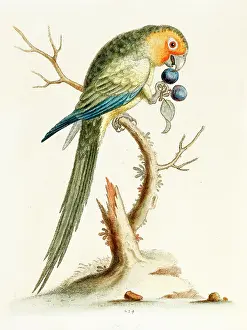 Parrakeet: The yellow-faced parrakeet