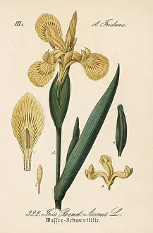 Pseudacorus: Yellow flag, Iris pseudacorus