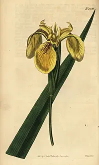 Weddell: Yellow flag, yellow iris or water flag, Iris pseudacorus