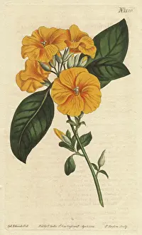 Linum: Yellow flax or three-styled flax with vivid