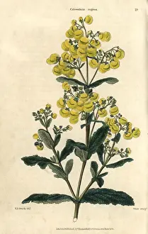 Mcintosh: Yellow flowered Calceolaria rugosa
