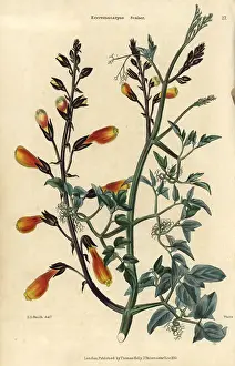Mcintosh: Yellow flowered Chilean glory creeper, Eccremocarpus scaber