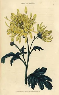 Mcintoshs: Yellow flowered Chinese chrysanthemum, Chrysanthemum indicum