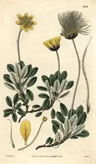 Yellow Flowered: Yellow-flowered or Drummond's mountain avens