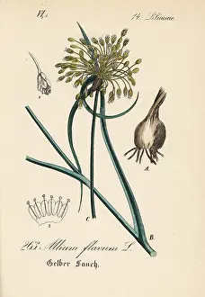 Garlic: Yellow-flowered garlic, Allium flavum