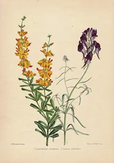 Yellow Flowered: Yellow-flowered Gastrolobium cuneatum and deep