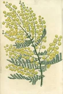 Mcintosh: Yellow flowered hairy-stemmed acacia, Acacia pubescens
