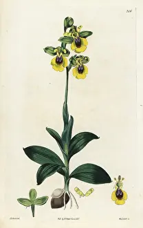Lutea: Yellow-flowered ophrys, Ophrys lutea