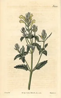 Yellow Flowered: Yellow-flowered skullcap, Scutellaria orientalis