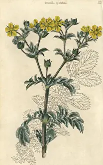 Mcintosh: Yellow flowered splendid cinquefoil, Potentilla splendens
